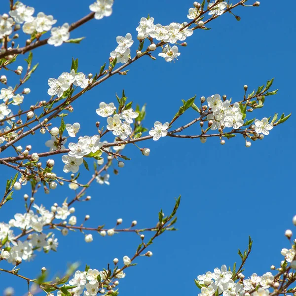 Tree Blooming Branches Blue Sky —  Fotos de Stock