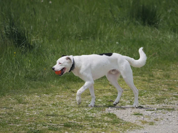 Ein Schöner Argentinischer Hund Der Auf Einer Wiese Spazieren Geht — Stockfoto