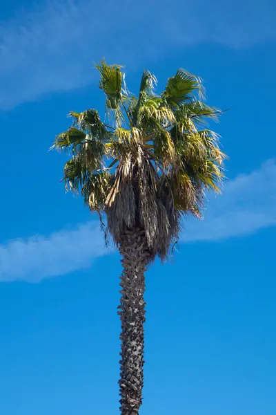 Low Angle Beautiful Palm Tree Blue Sky Background — Foto Stock