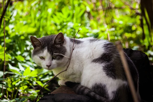 在树叶背景上的猫的特写画像 — 图库照片