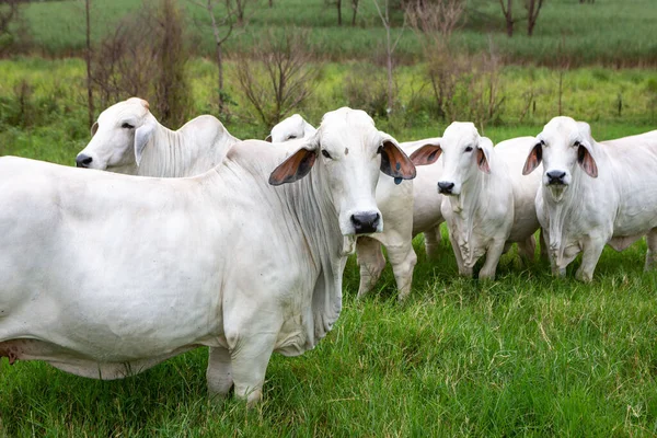 Beautiful Brahman Cattle Grazing Meadow Farm Land Agriculture Meat Industry — Foto de Stock