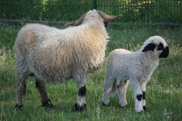 Vacker Bild Valais Blacknose Får Ett Grönt Gräs — Stockfoto