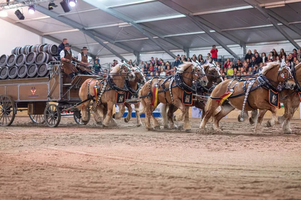 Herd Horses Carrying Caravan Barrels Bea Exhibition Switzerland Crowd Cheering — Stock Photo, Image