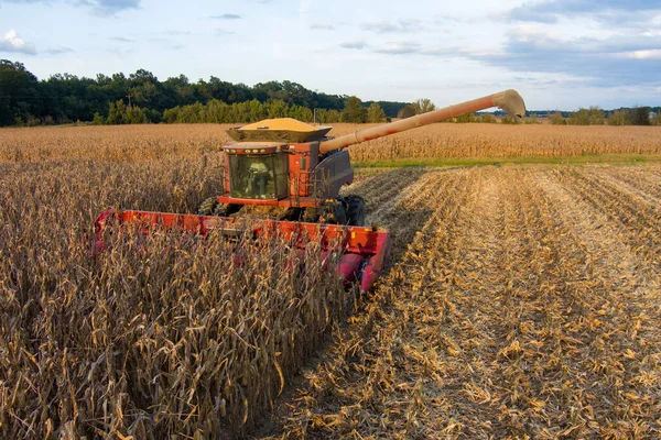 Combine Harvester Plowing Cornfield Sunny Day —  Fotos de Stock