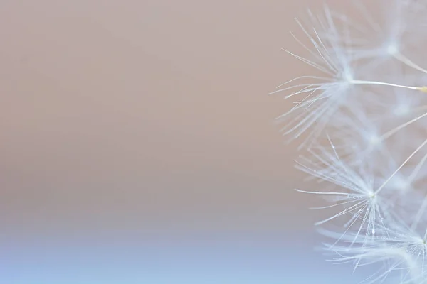 Macro Shot Details Beautiful Dandelion Flower Blurred Isolated Background —  Fotos de Stock