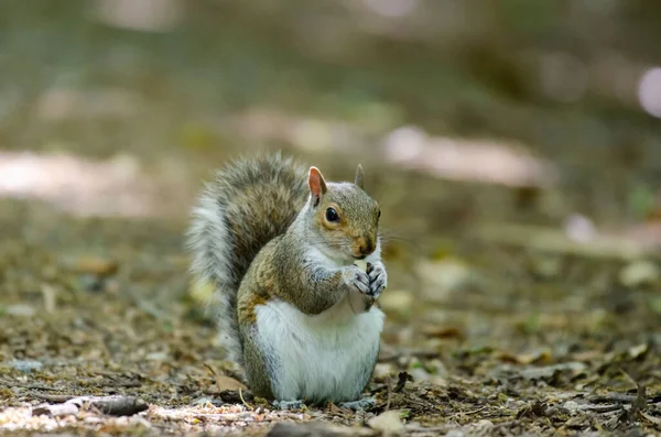 Una Ardilla Gris Sentada Suelo Del Bosque Alimentándose —  Fotos de Stock