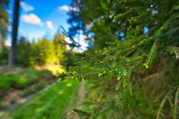 Selective Focus Green Fir Leaves Branches Blurred Background — Photo