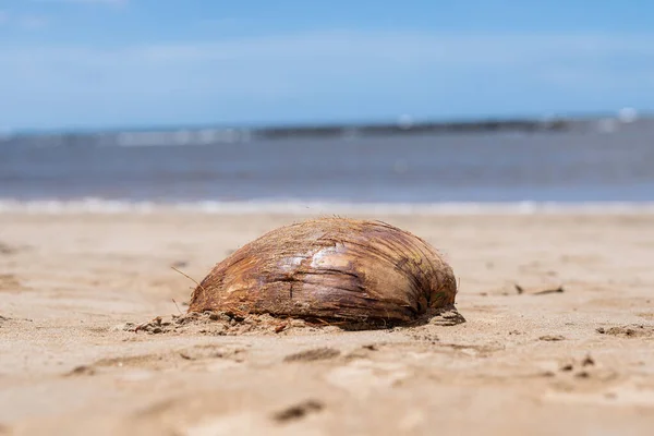 Half Coconut Shell Beach Hawaii — Stock Photo, Image