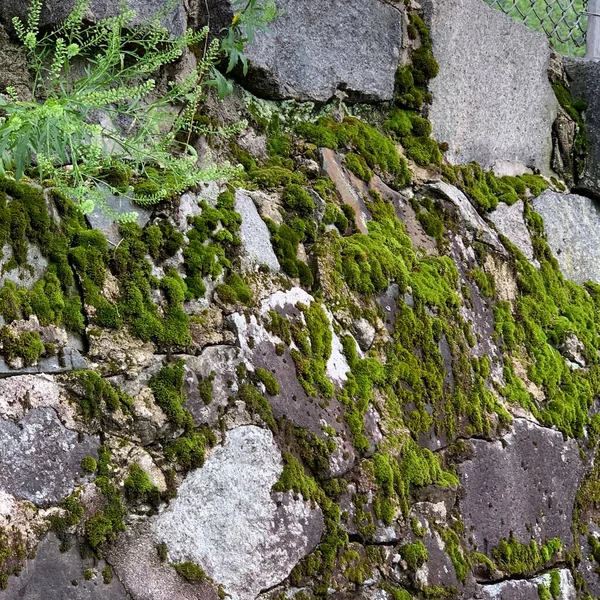 Closeup Shot Moss Covered Rocks — Foto de Stock