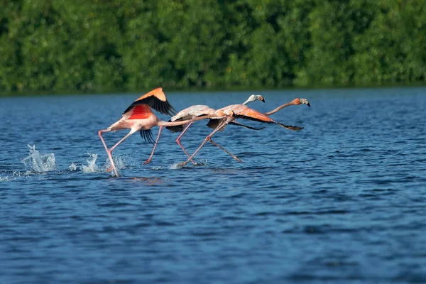 Eine Nahaufnahme Von Flamingos Beim Fliegen — Stockfoto