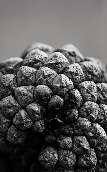 Tannenzapfen Schwarz Weiß Bild Makro — Stockfoto