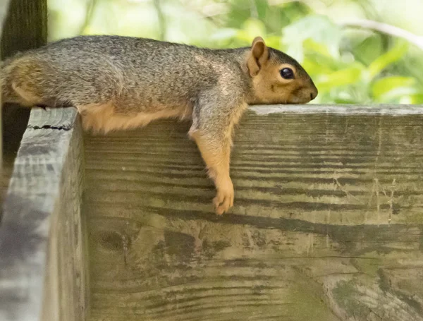 Niedliches Eichhörnchen Liegt Einem Heißen Tag Herum — Stockfoto