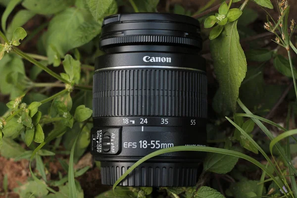 Yeşil yaprakların arka planında siyah bir top merceği