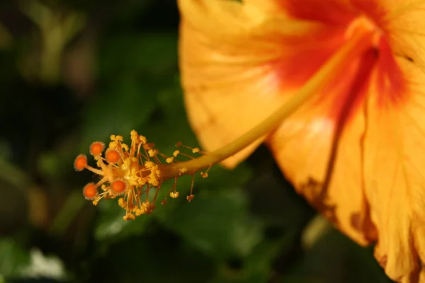 Primer Plano Una Flor Hibiscus Naranja Creciendo Sol Jardín Parque —  Fotos de Stock
