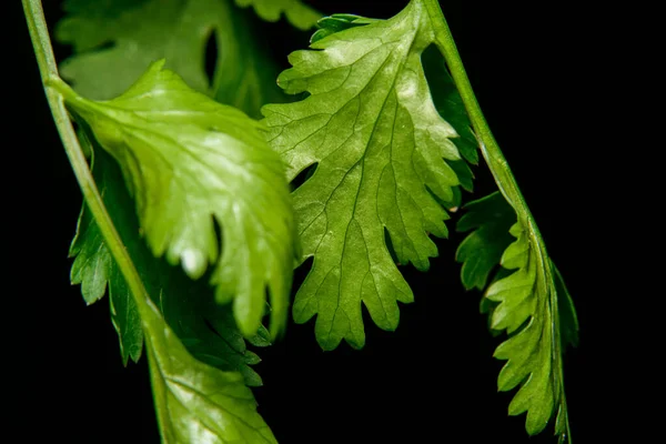 Fresh coriander leaves on black background aromatic green leaves used to flavour and garnishes food Indian parsley or cilantro