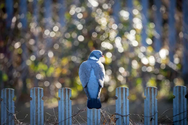 Closeup Common Wood Pigeon Columba Palumbus Perched Fence Shallow Focus — Photo