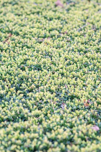 Una Vista Vertical Las Plantas Caja Verde Amarilla Campo —  Fotos de Stock
