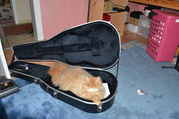 Persian cat in a Guitar case  red in black office carpet