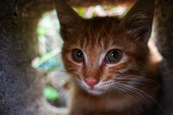 一只橙色猫在洞里的特写镜头 — 图库照片