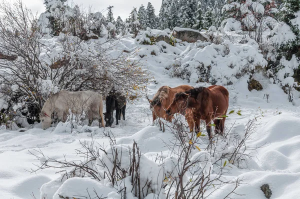 Ett Landskap Med Bruna Och Vita Hästar Som Står Det — Stockfoto