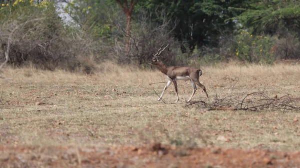 Otlaklarda yürüyen bir siyah erkek