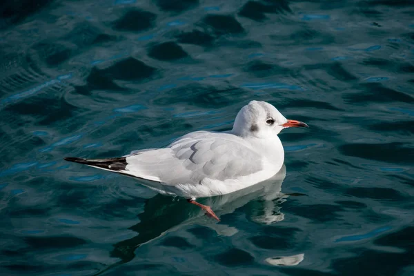 A closeup of a Seagull swimming in the sea in Japan