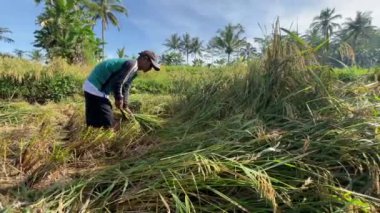 Java, Endonezya 'da güneşli bir günde çeltik tarlasında çalışan bir çiftçi