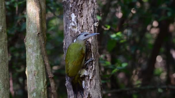 Groene Vogel Zwarte Specht Vogel Voeden Grond Dode Boom — Stockvideo