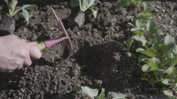 Uma Filmagem Perto Uma Mão Feminina Plantando Flores Luz Sol — Vídeo de Stock