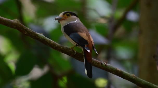 Uccello Becco Argentato Che Nutre Pulcini Nido — Video Stock