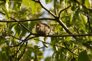 Genç Dişi Serçe Taze Bahar Yaprakları arasında tünemiştir (Passer domesticus)
