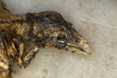 Yerde ölü bir gelinin yakın çekimi.