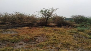 Kasvetli yağmurlu bir günde sonbaharın doğasının bir görüntüsü