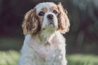 Şövalye Kral Charles Spaniel 'in parkta çekilmiş seçici bir fotoğrafı.