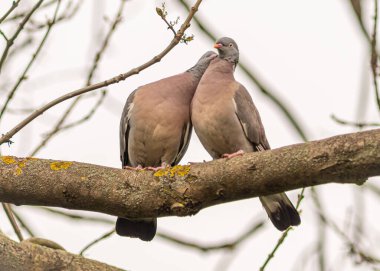 İki sevgi dolu güvercin bir dala tünemiş