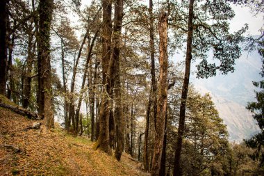 Bir sonbahar günü dağlarda güzel bir ağaç manzarası
