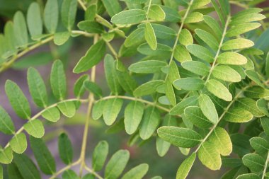 Tamamen ballı çekirge ağacı.