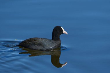 Mavi bir gölde yürüyen bir Avrasyalı (Fulica atra) seçici.