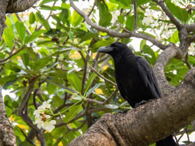 Lumphini Parkı 'ndaki bir dalda seçici bir karga.