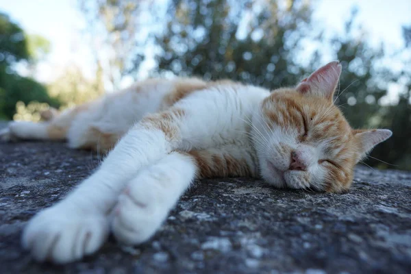 Gün ışığında kayanın üstünde uyuyan güzel bir kedi. Arka planda bulanık bir ağaç var.