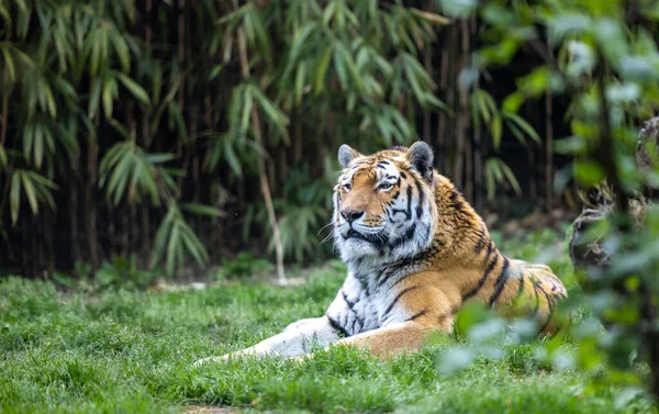 Closeup Beautiful Siberian Tiger Zoo — Stock Photo, Image