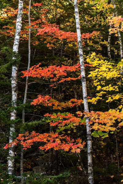 秋の晴れた日に森の垂直ショット — ストック写真