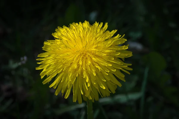 Closeup Taraxacum Officinale Common Dandelion — Photo