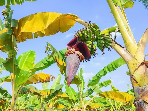 Молодые Банановые Фрукты Красный Цветок Банановом Дереве Зелеными Желтыми Листьями — стоковое фото