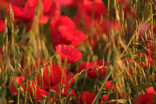 Beautiful Shot Field Red Poppies Sunset — Stock Photo, Image