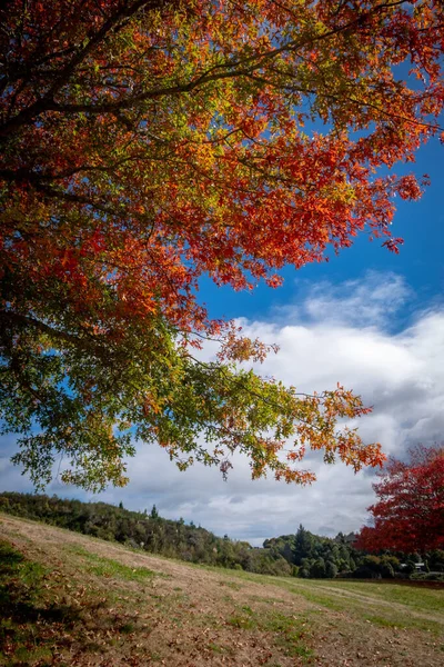 Sonbaharda Renkli Ağaçların Güzel Bir Görüntüsü — Stok fotoğraf