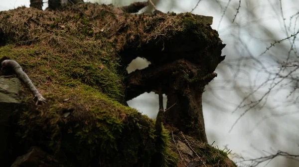 Closeup Shot Moss Tree —  Fotos de Stock