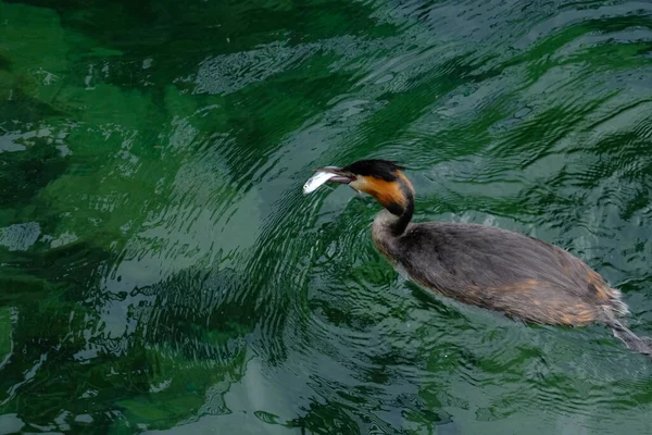 A closeup of a crested grebe bird eating a small fish in the water