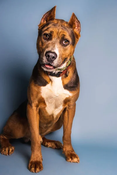 Vertical Closeup Shot Brown Pit Bull Dog Blue Background — Stock Photo, Image