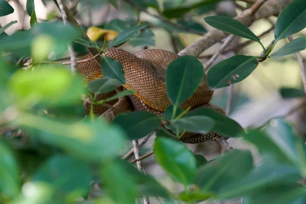 Primer Plano Una Serpiente Retorcida Árbol — Foto de Stock
